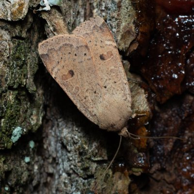 Noctua comes (osenice prvosenková), Hornek