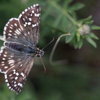 Pyrgus carthami (soumračník proskurníkový), NPR Mohelenská hadcová step