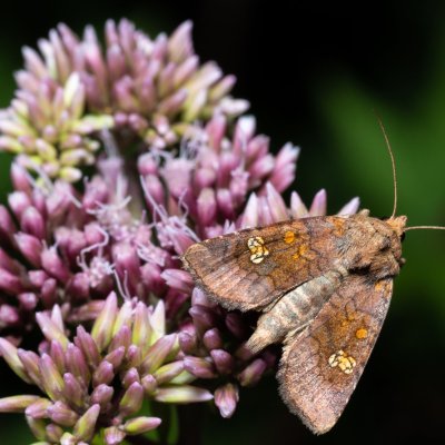 Amphipoea oculea (travařka polní), Augšperský potok