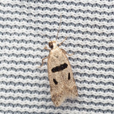 Mirificarma cytisella (-), NPP Na Adamcích