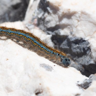 Malacosoma neustria (bourovec prsténčivý), GR, Pantokrator, Korfu
