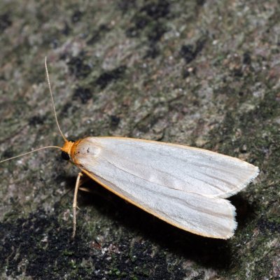 Eilema caniola (lišejníkovec žlutohlavý), NPR Slanisko u Nesytu