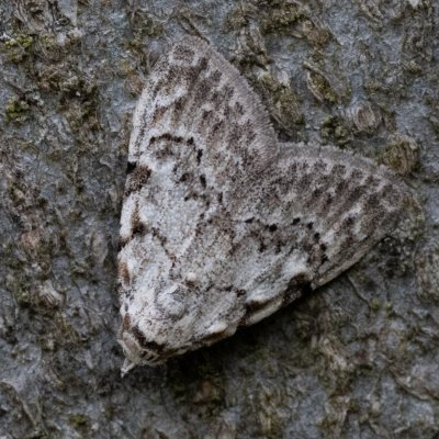 Nola confusalis (drobnuška brusnicová), Kývalka