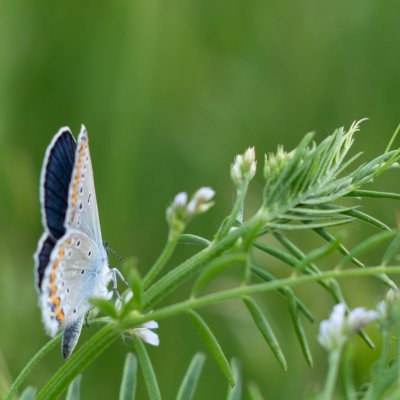 Plebejus argyrognomon (modrásek podobný), PP Nad řekami