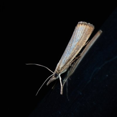 Agriphila straminella (travařík pastvinný), Hády - Ruženin lom