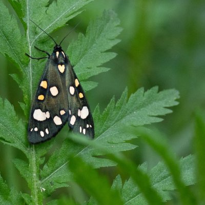 Callimorpha dominula (přástevník hluchavkový), SK, Štôla
