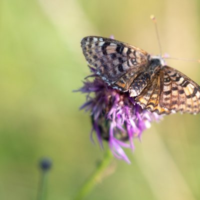 Melitaea didyma (hnědásek květelový), PP Černice