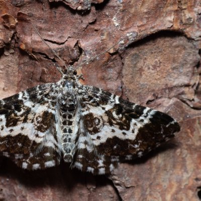 Epirrhoe tristata (píďalka povázková), NPR Radostínské rašeliniště