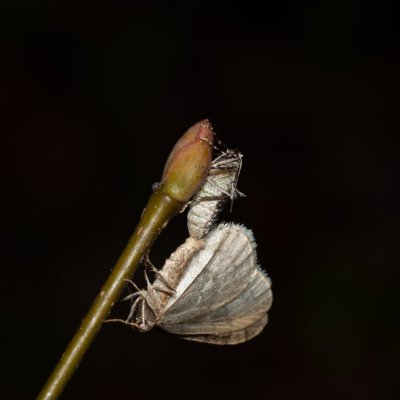 Operophtera brumata (píďalka podzimní), Stará dálnice, Brno