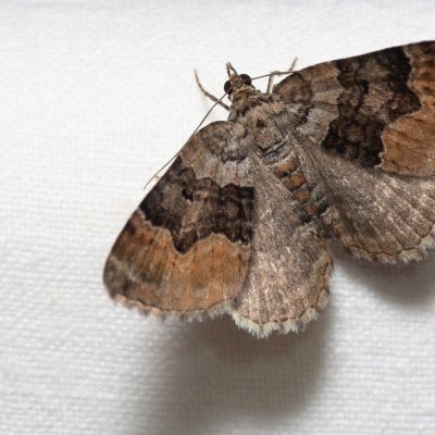 Xanthorhoe quadrifasiata (píďalka prvosenková), Devět křížů