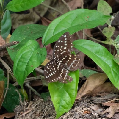 Lexias pardalis (-), TH, Khao Sok