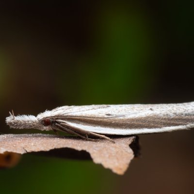 Pleurota bicostella (krásněnka dvoulemá), NPR Radostínské rašeliniště