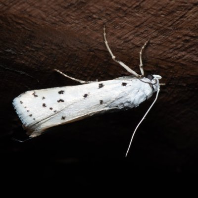 Myelois circumvoluta (zavíječ tečkovaný), PR Svatý kopeček