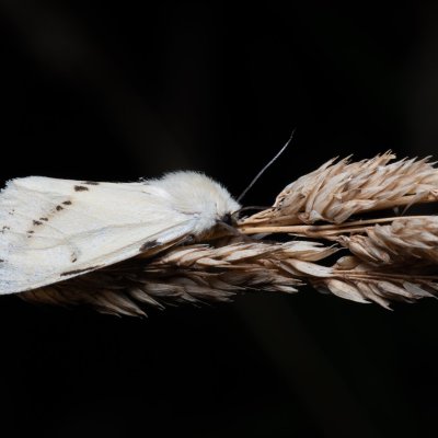 Spilosoma lutea (přástevník bezový), PP Bobrava