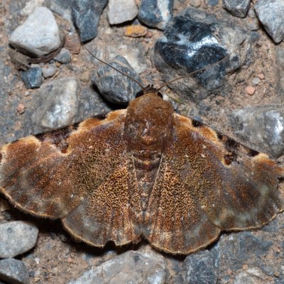 Diomea sp., TH, Khao Sok