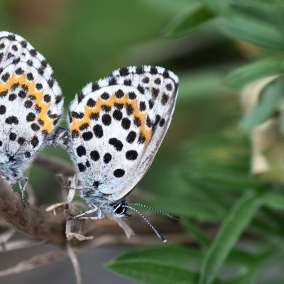 Scolitantides orion (modrásek rozchodníkový), Lysá hora u Ochozu