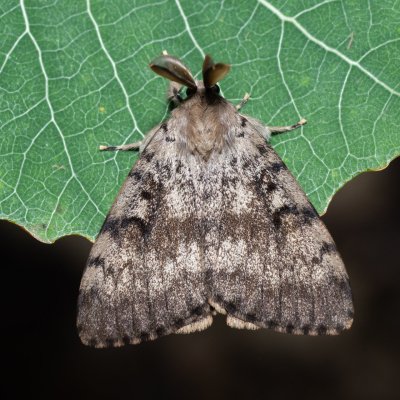 Lymantria dispar (bekyně velkohlavá), Kývalka