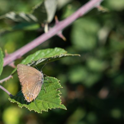 Satyrium ilicis (ostruháček česvinový), HR, Pula