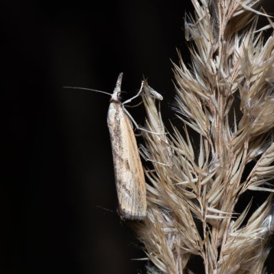 Agriphila inquinatella (-), Bratčice