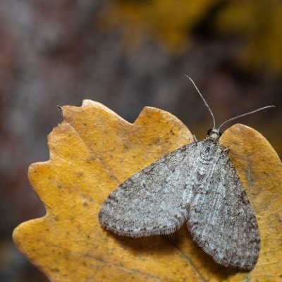 Trichopteryx carpinata (šedokřídlec habrový), Hády - odkaliště