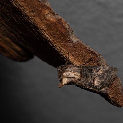 Abrostola sp., NPP Stránská skála