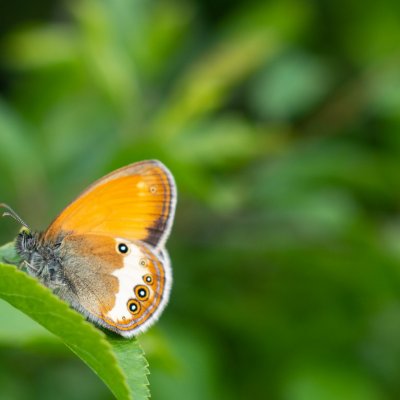 Coenonympha arcania (okáč strdivkový), Podkomorské lesy