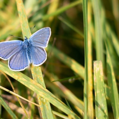 Polyommatus icarus (modrásek jehlicový), Trosky