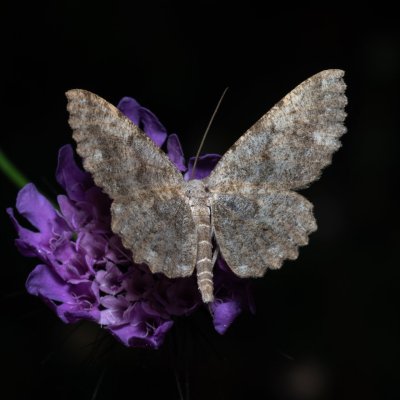 Dicrognophos sartata (-), GR, Myrtidion monastery, Korfu