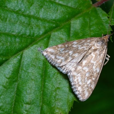 Evergestis frumentalis (zavíječ zdobený), Kývalka