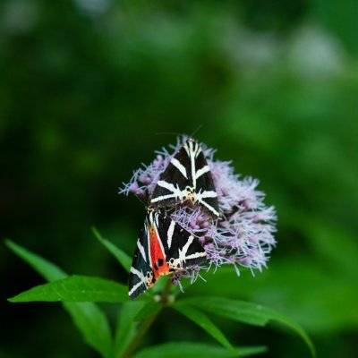 Euplagia quadripunctaria (přástevník kostivalový), PR Rakovecké stráně a údolí bledulí
