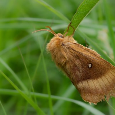 Lasiocampa quercus (bourovec dubový), SK, NPR Važecká dolina, Tatry