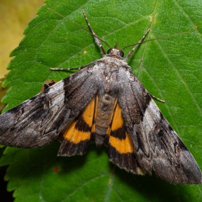 Catocala fulminea (stužkonoska švestková), PR Kamenný vrch