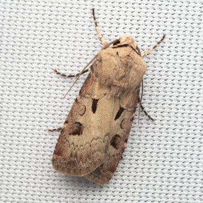 Agrotis exclamationis (osenice vykřičníková), Hády