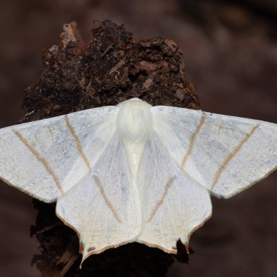 Ourapteryx sambucaria (zejkovec bezový), Devět křížů