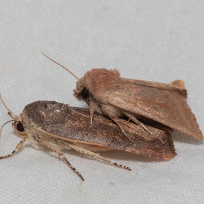 Episema tersa (jasnobarvec východní), NPP Na Adamcích