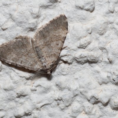 Euphyia adumbraria (-), HR, Jablanac