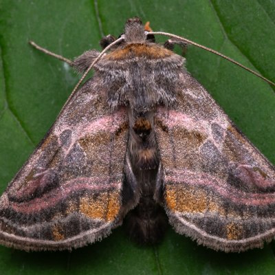Euchalcia variabilis (kovolesklec horský), NPR Děvín