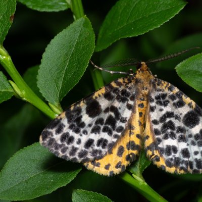 Arichanna melanaria (různorožec borůvkový), NPR Radostínské rašeliniště