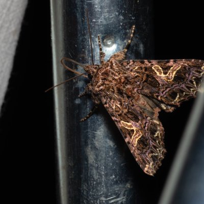 Sideridis rivularis (můra silenková), PP Na cvičišti