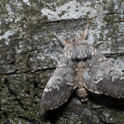 Drymonia ruficornis (hřbetozubec dubový), Ždánický les