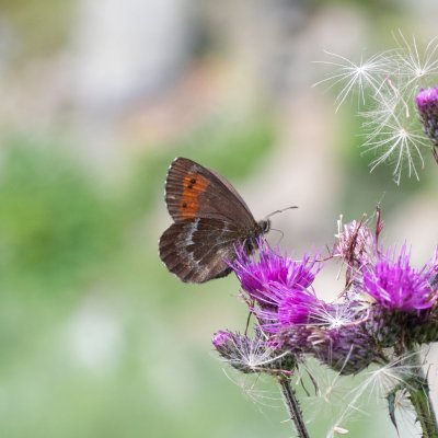 Erebia euryale (okáč rudopásný), IT, Pfelders - Plan, Jižní Tyrolsko