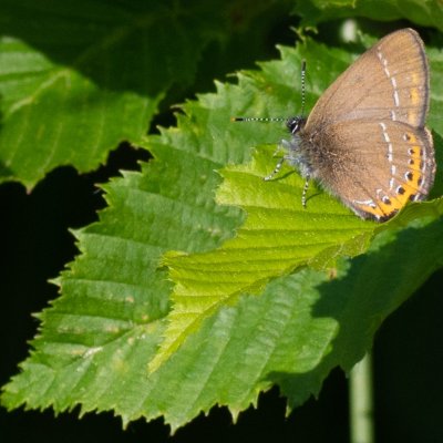 Satyrium pruni (ostruháček švestkový), Senorady