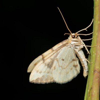Eulithis pyraliata (píďalka mařinková), PR Kamenný vrch