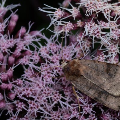 Xestia baja (osenice rulíková), PP Augšperský potok