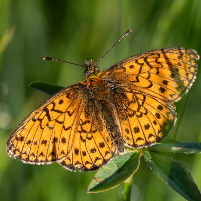 Boloria eunomia (perleťovec mokřadní), Pohoří na Šumavě