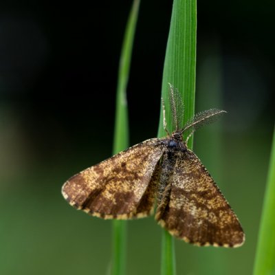 Ematurga atomaria (tmavoskvrnáč vřesový), PR Biskoupský kopec