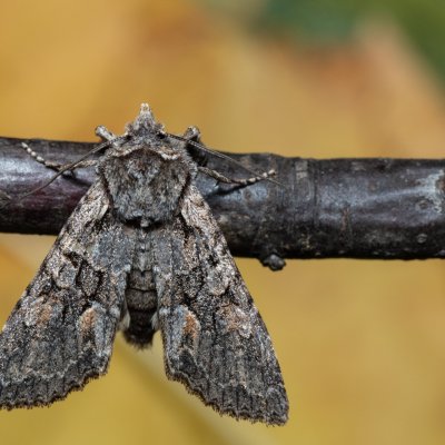 Dichonia convergens (pestroskvrnka hnědošedá), PR Kamenný vrch