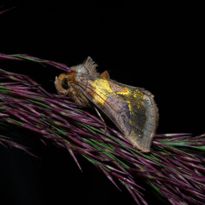 Diachrysia chrysitis (kovolesklec šedivkový), PP Střelická bažinka