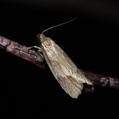 Diurnea lipsiella (šedivěnka podzimní), Kývalka