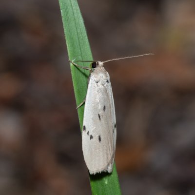 Pelosia muscerda (lišejníkovec popelavý), Hrabětice